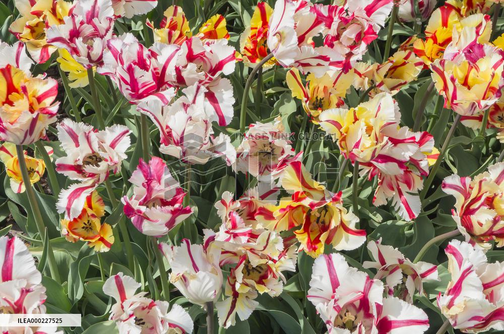 Tulip, Tulipa ｴFlaming Parrotｴ, tulips exhibition