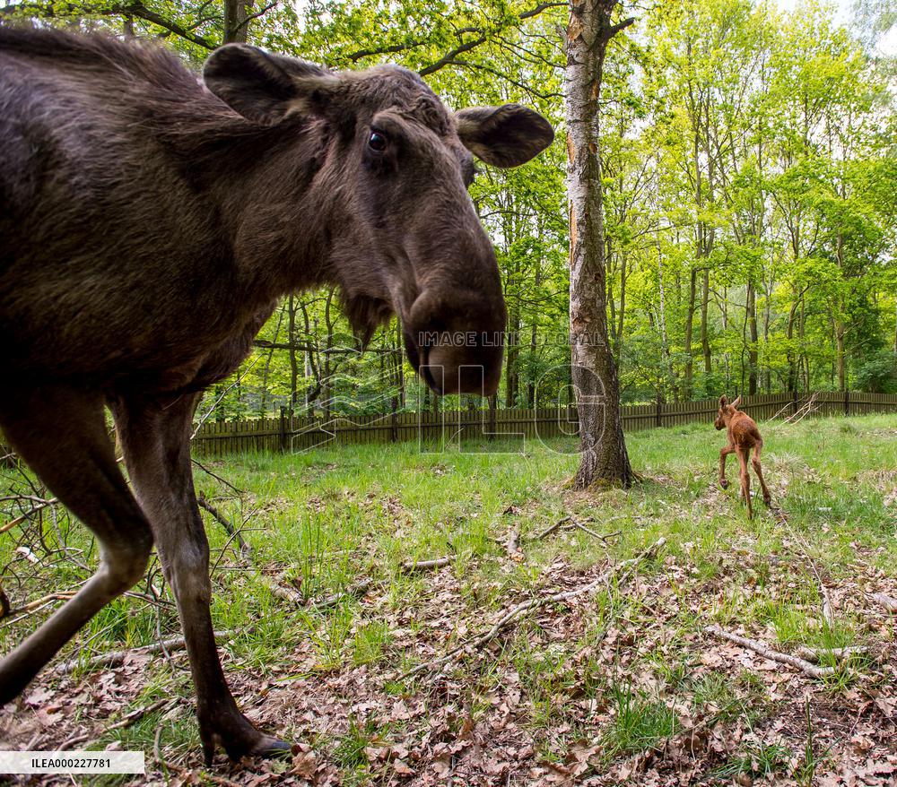 moose (Alces alces), calf