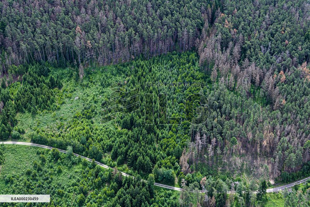 Forest, forests, tree, trees, dead, spruce