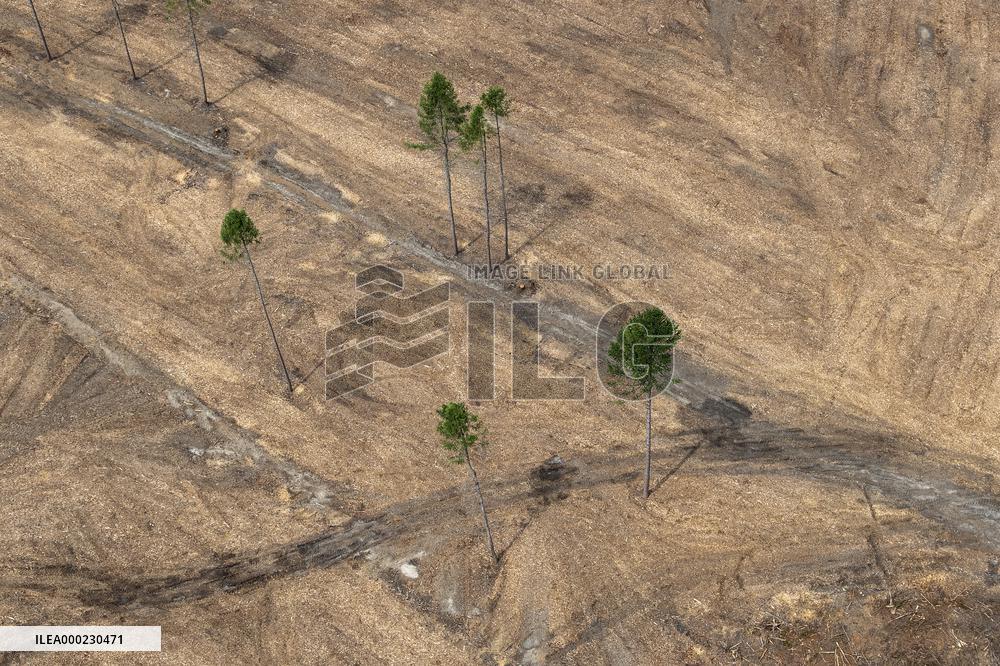 Forest, forests, tree, trees, dead, spruce