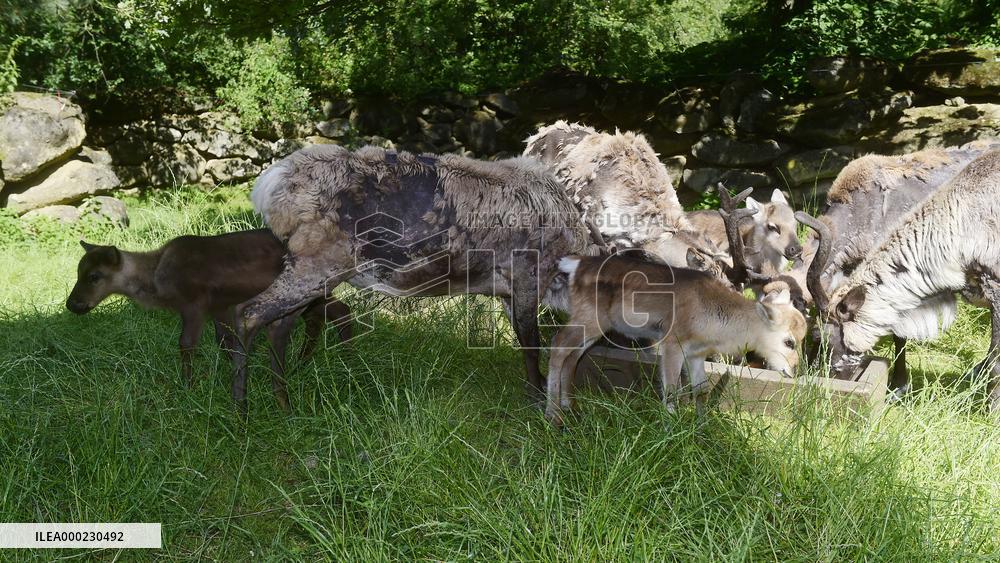REINDEER (RANGIFER TARANDUS)