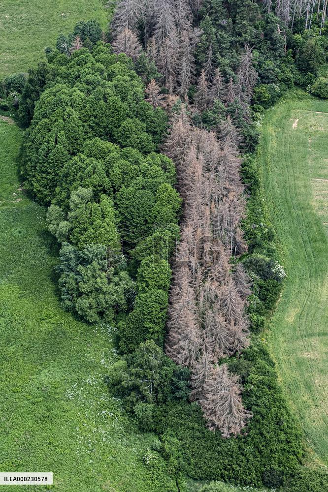 Forest, forests, tree, trees, dead, spruce