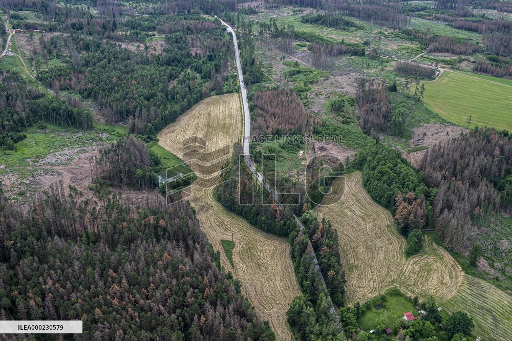 Forest, forests, tree, trees, dead, spruce