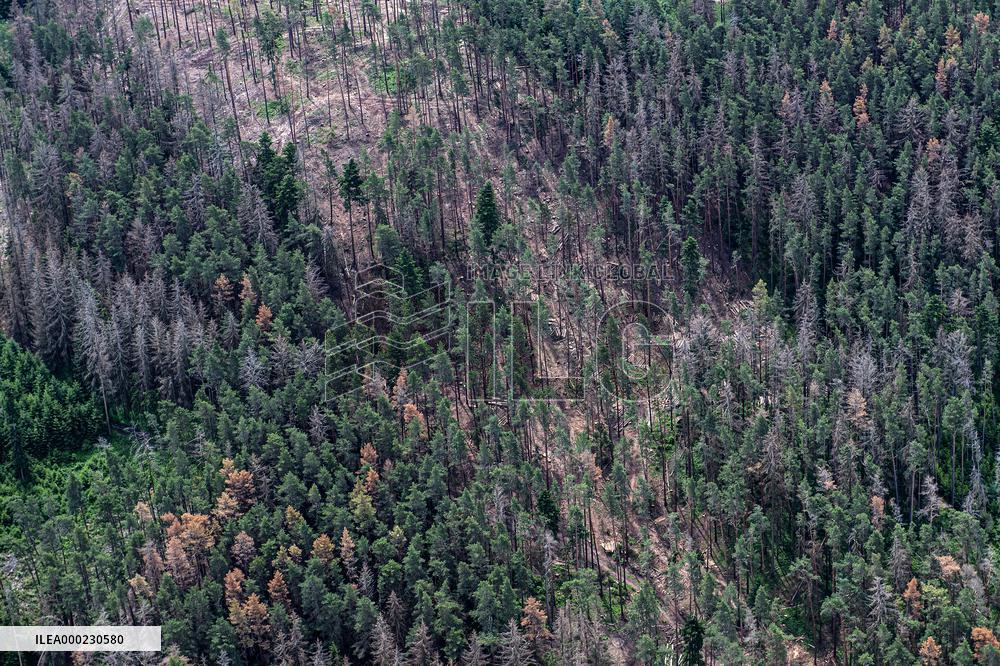 Forest, forests, tree, trees, dead, spruce