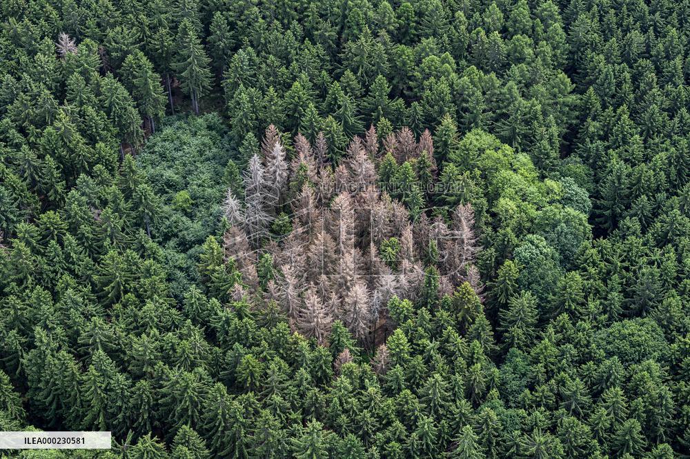 Forest, forests, tree, trees, dead, spruce