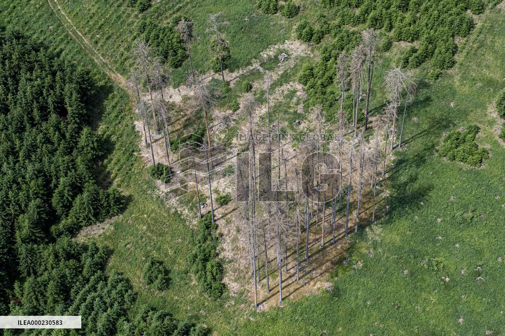Forest, forests, tree, trees, dead, spruce