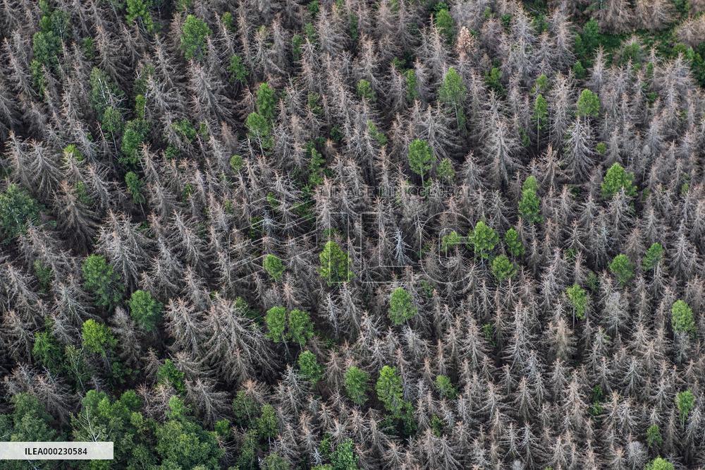 Forest, forests, tree, trees, dead, spruce