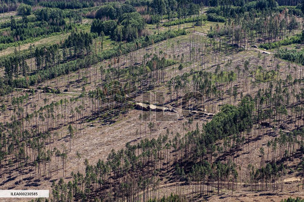 Forest, forests, tree, trees, dead, spruce