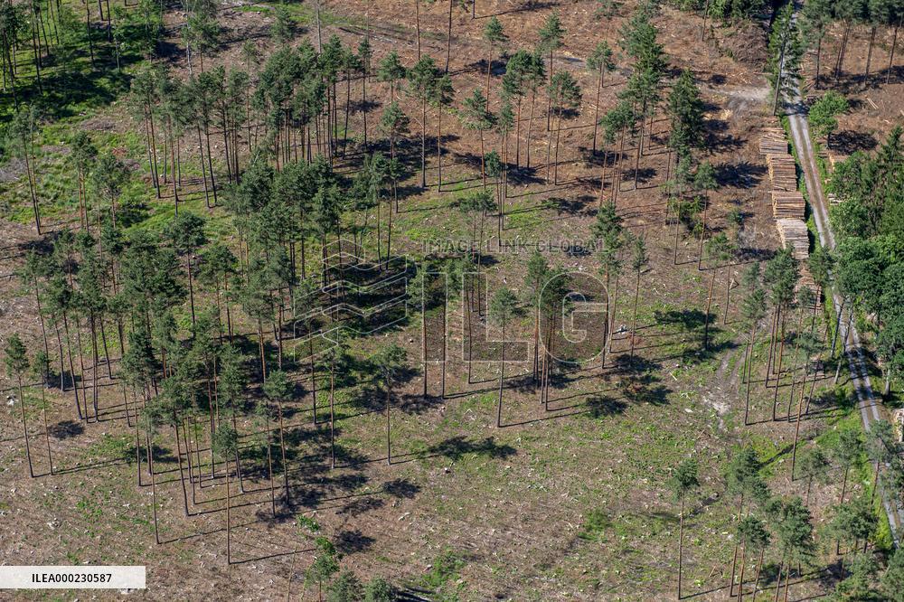 Forest, forests, tree, trees, dead, spruce