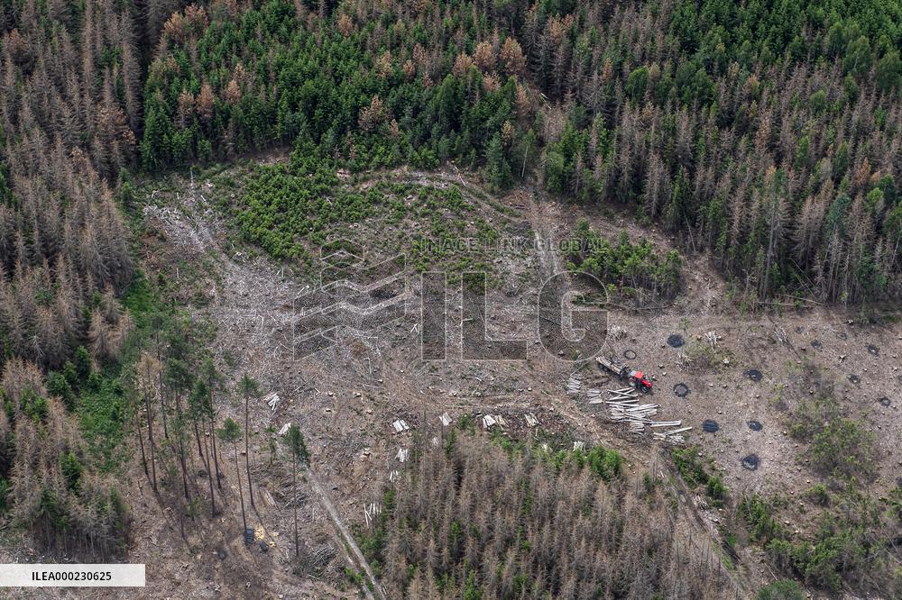 Forest, forests, tree, trees, dead, spruce