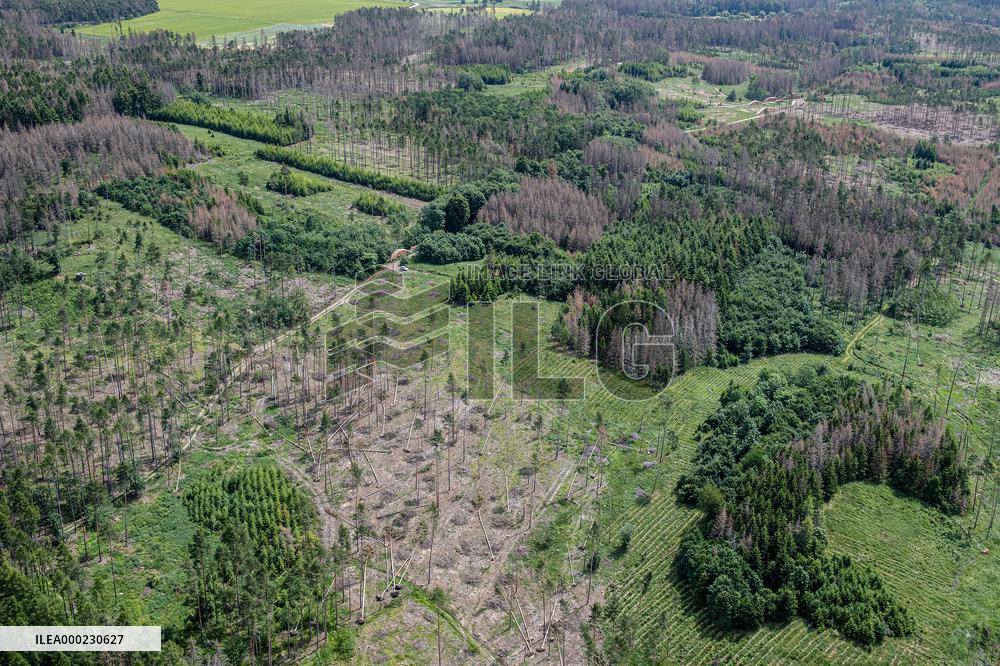 Forest, forests, tree, trees, dead, spruce