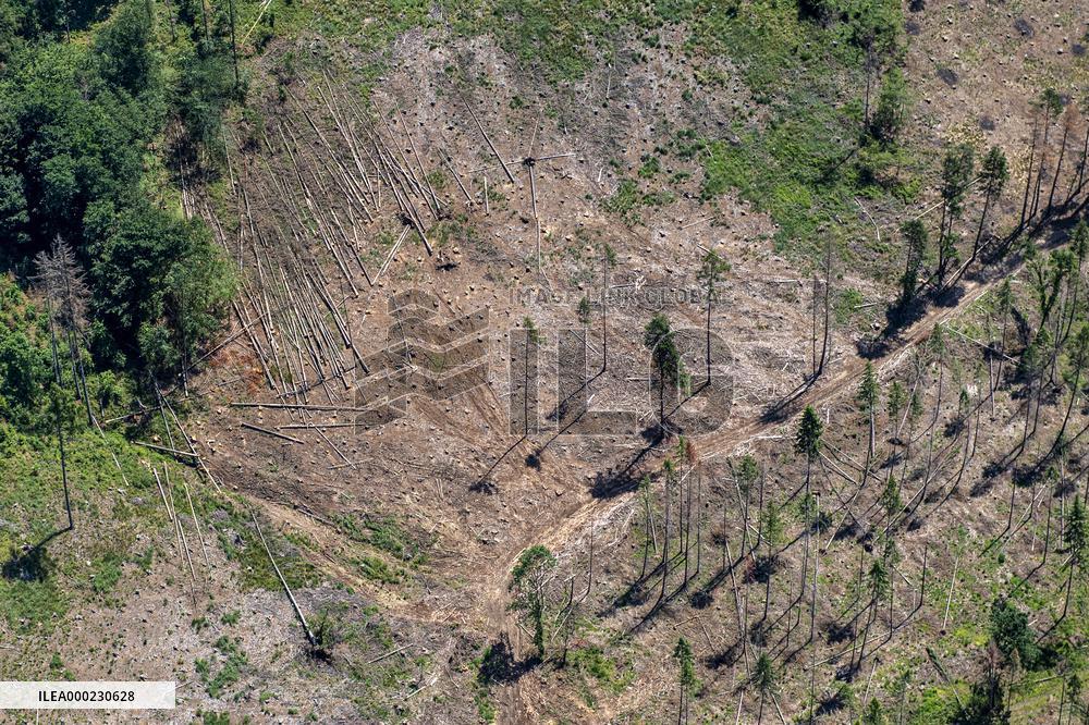 Forest, forests, tree, trees, dead, spruce