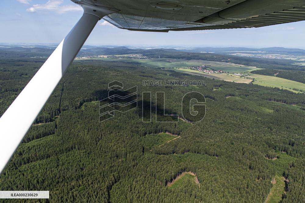 Forest, forests, tree, trees, dead, spruce