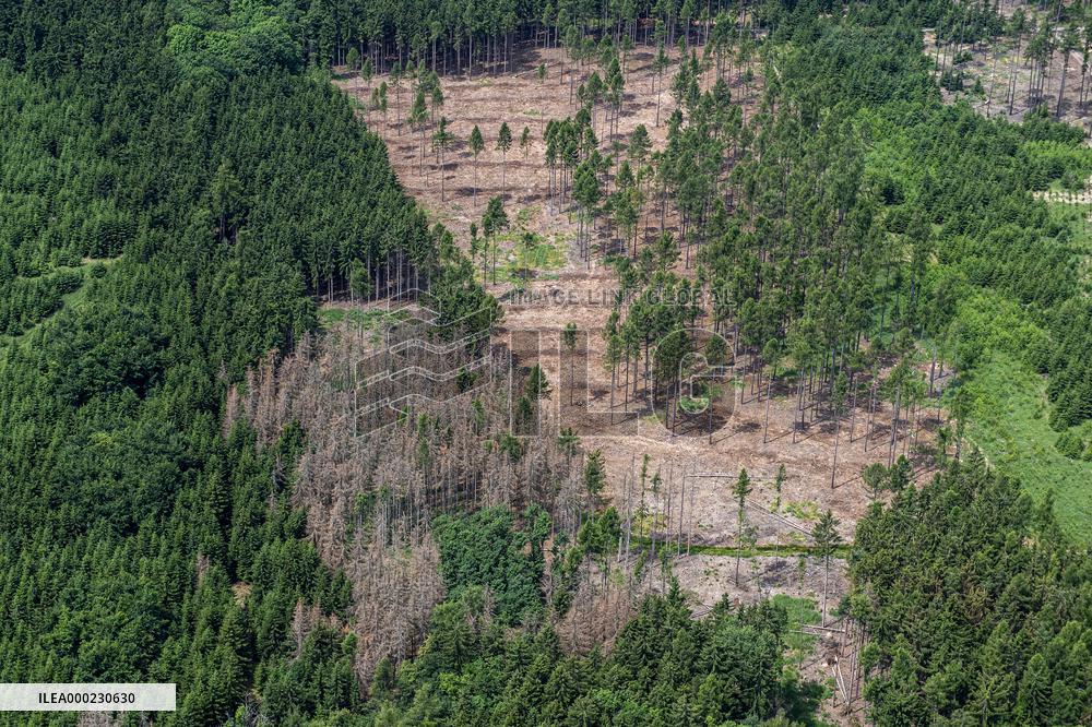 Forest, forests, tree, trees, dead, spruce