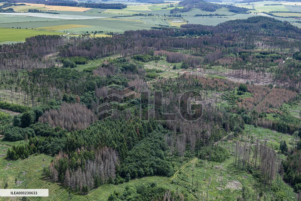 Forest, forests, tree, trees, dead, spruce