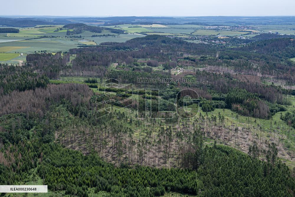 Forest, forests, tree, trees, dead, spruce