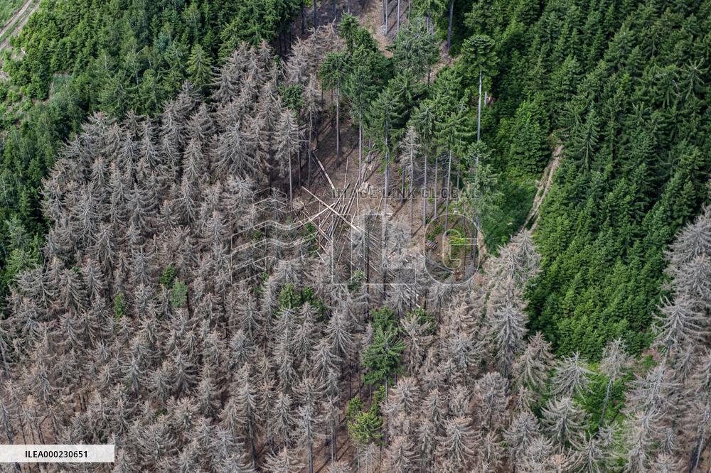 Forest, forests, tree, trees, dead, spruce
