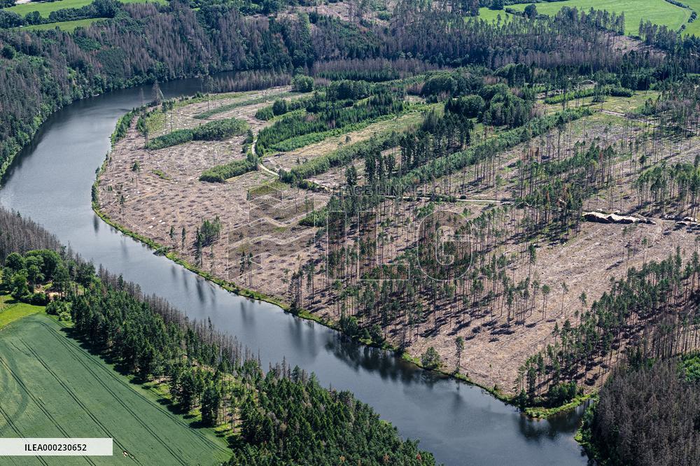 Forest, forests, tree, trees, dead, spruce, river Zelivka