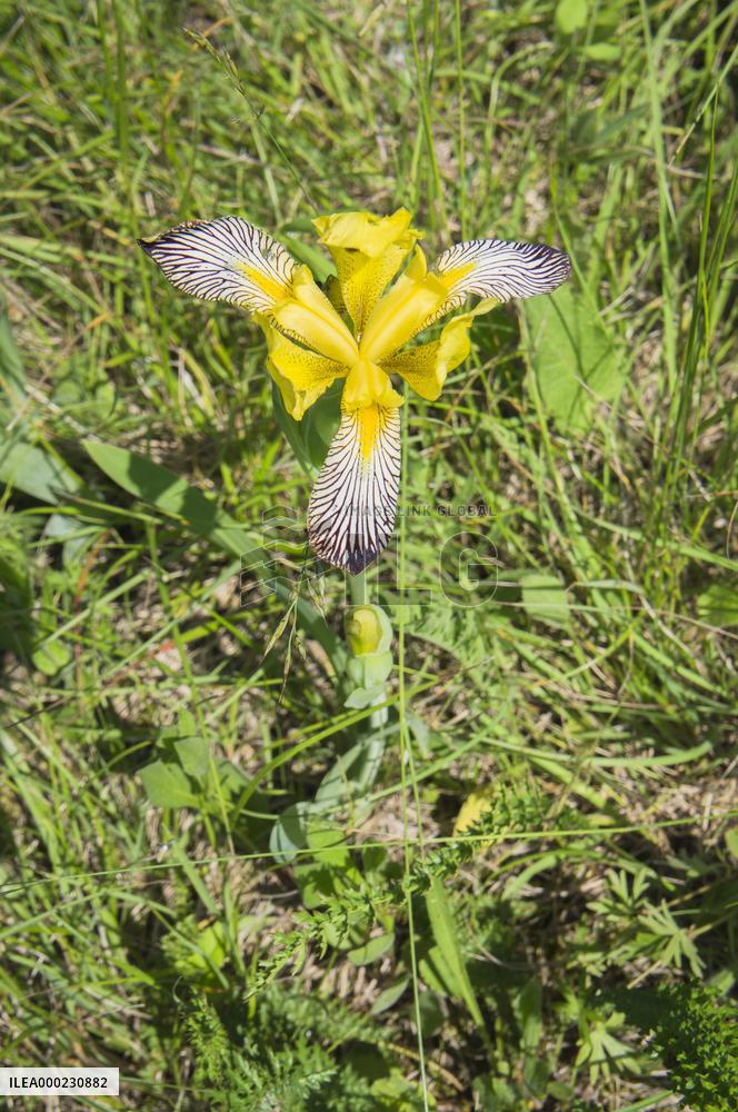 Iris variegata