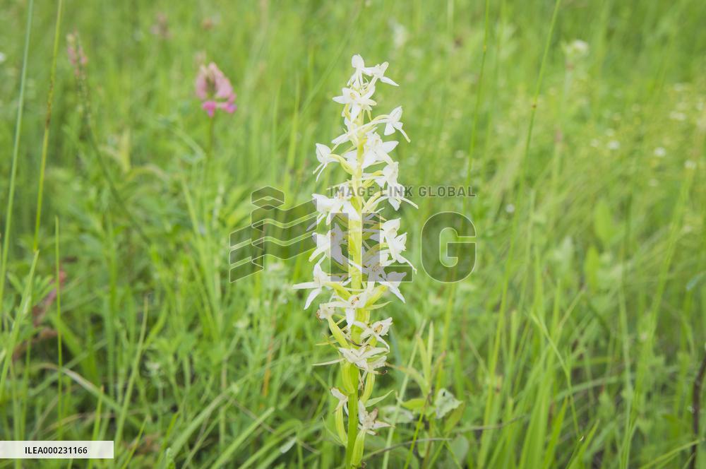 Platanthera bifolia, the lesser butterfly-orchid