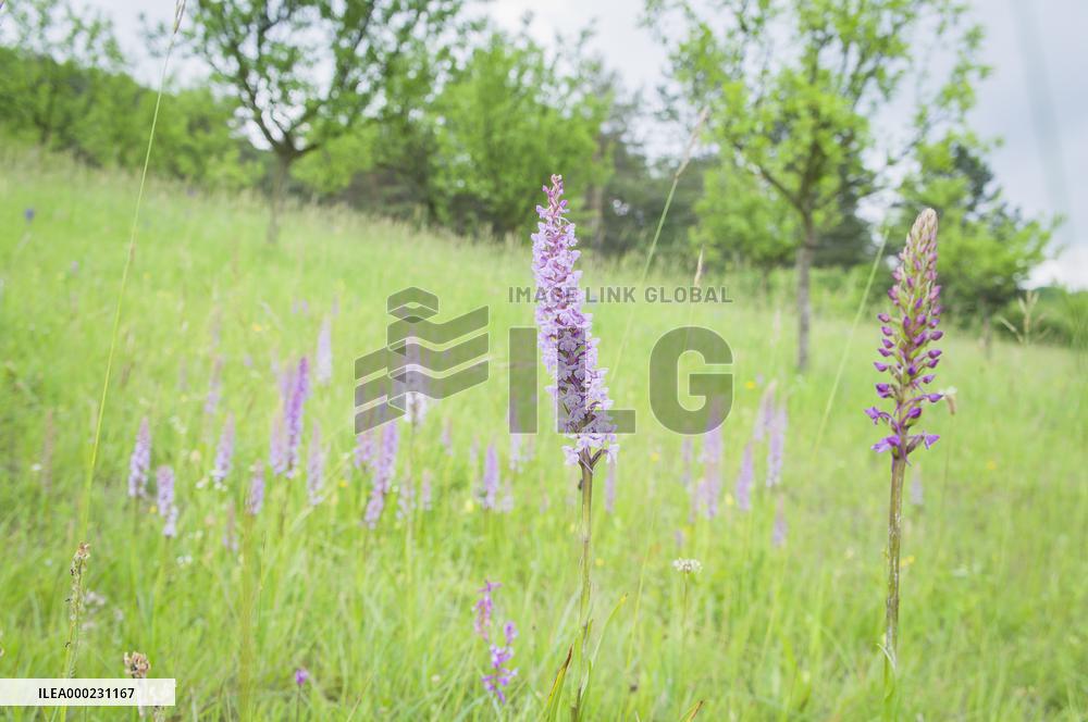 Orchard, Gymnadenia conopsea, marsh fragrant orchid