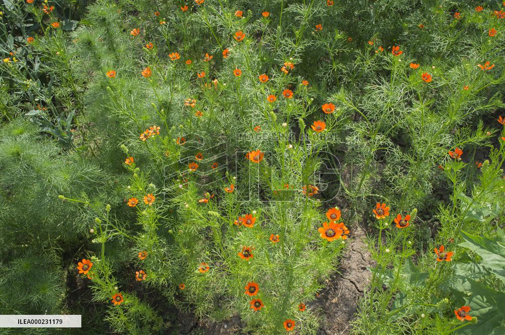Adonis aestivalis, summer pheasant's-eye, weed