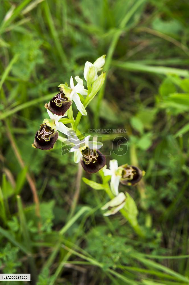 Ophrys apifera, bee orchid