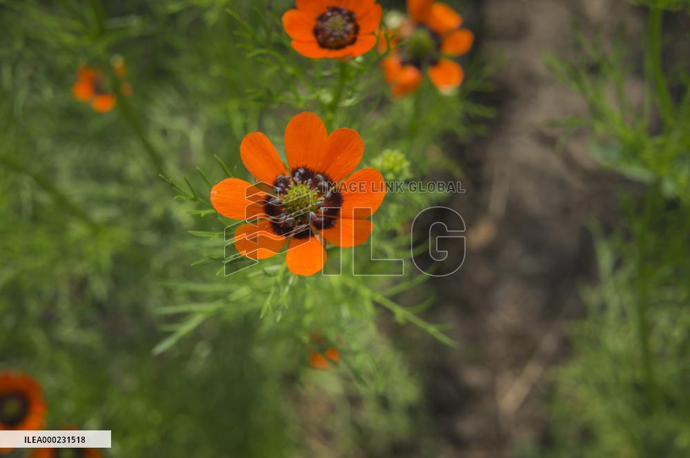 Adonis aestivalis, summer pheasant's-eye, weed