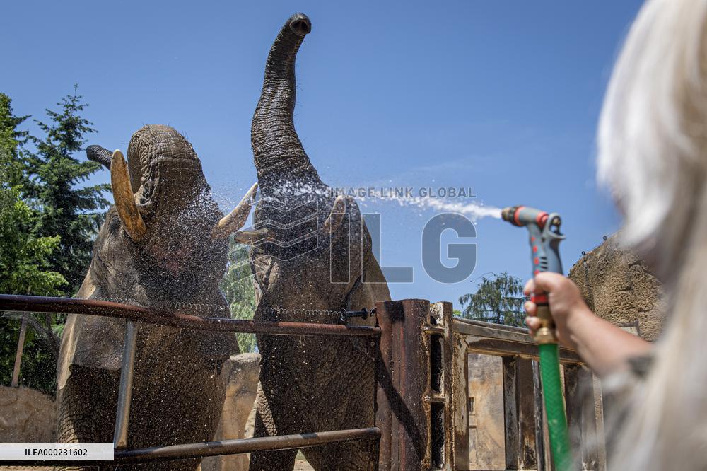 African bush elephant (Loxodonta africana), elephants, shower of water