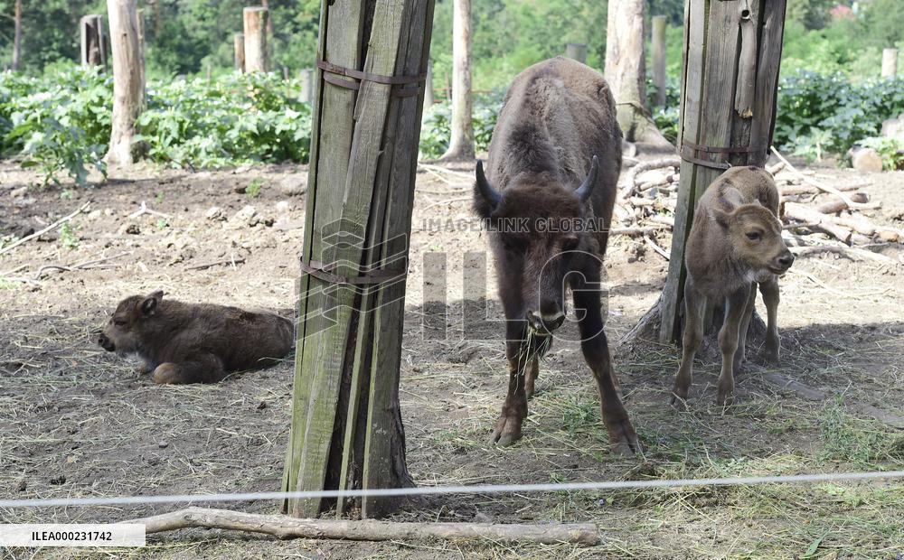European bison (Bison bonasus), wisent, European wood bison, calf