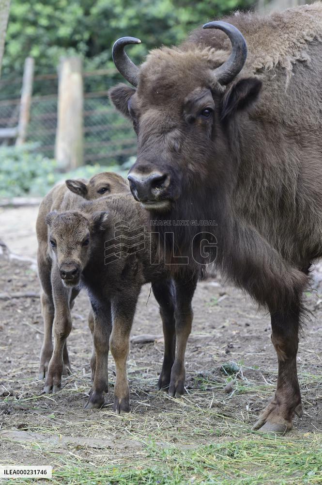 European bison (Bison bonasus), wisent, European wood bison, calf