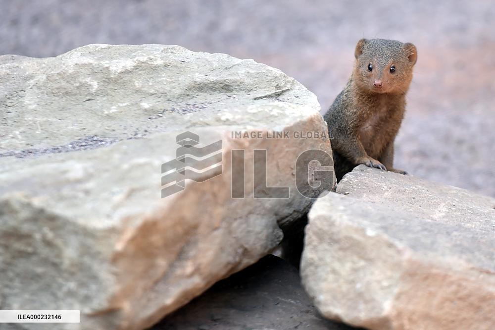 common dwarf mongoose (Helogale parvula)