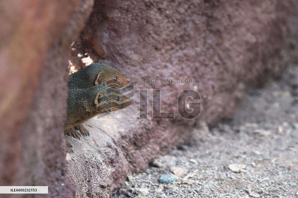 common dwarf mongoose (Helogale parvula)