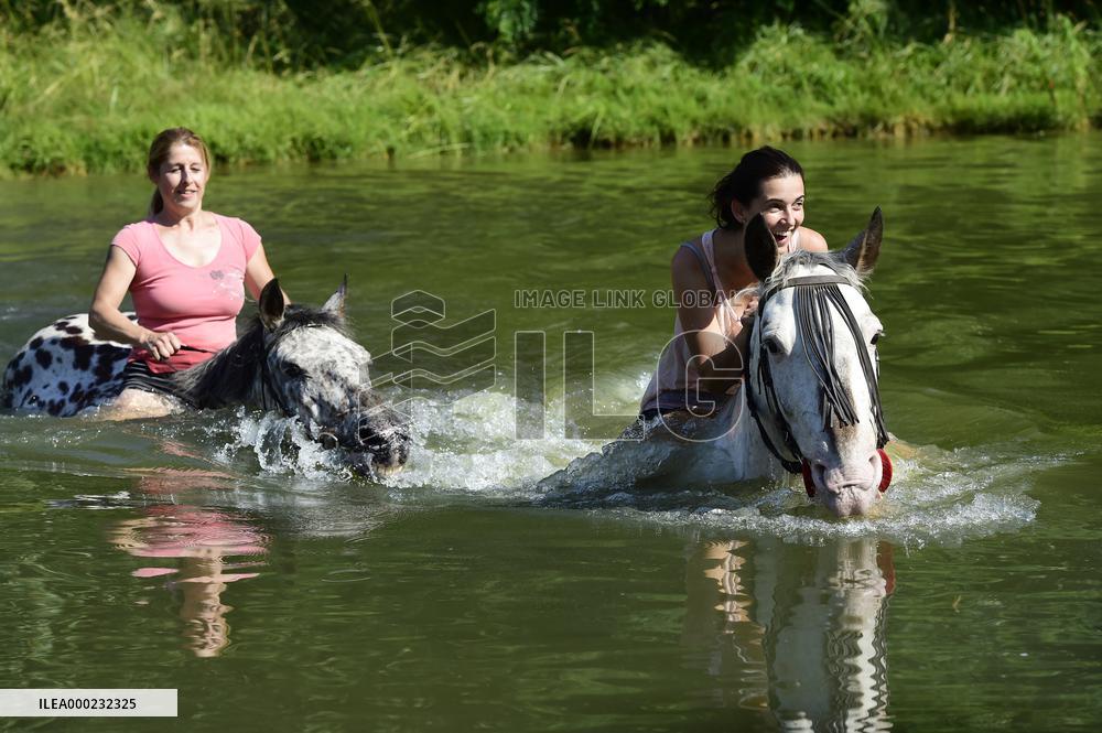 horse swimming, horse women