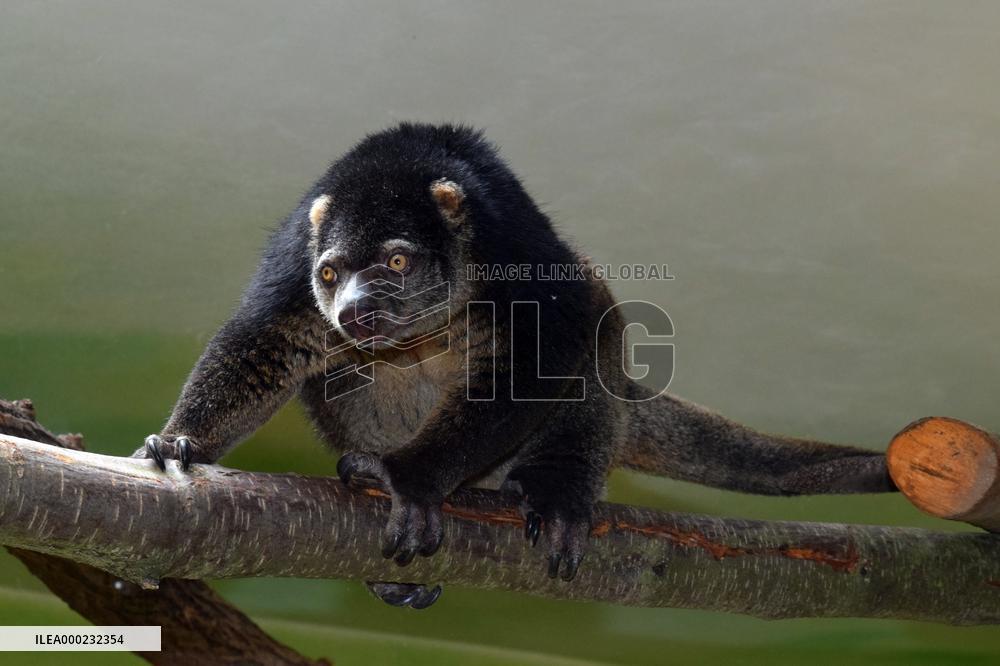 sulawesi bear cuscus, sulawesi bear phalanger (Ailurops ursinus)