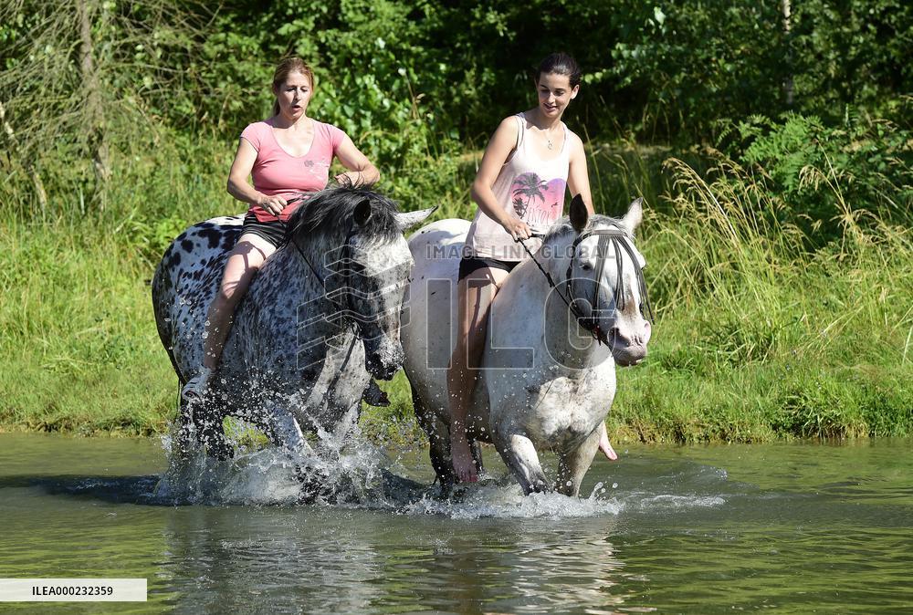 horse swimming, horse women