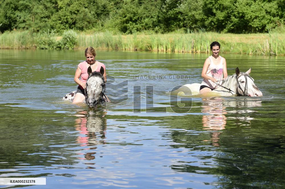 horse swimming, horse women, woman