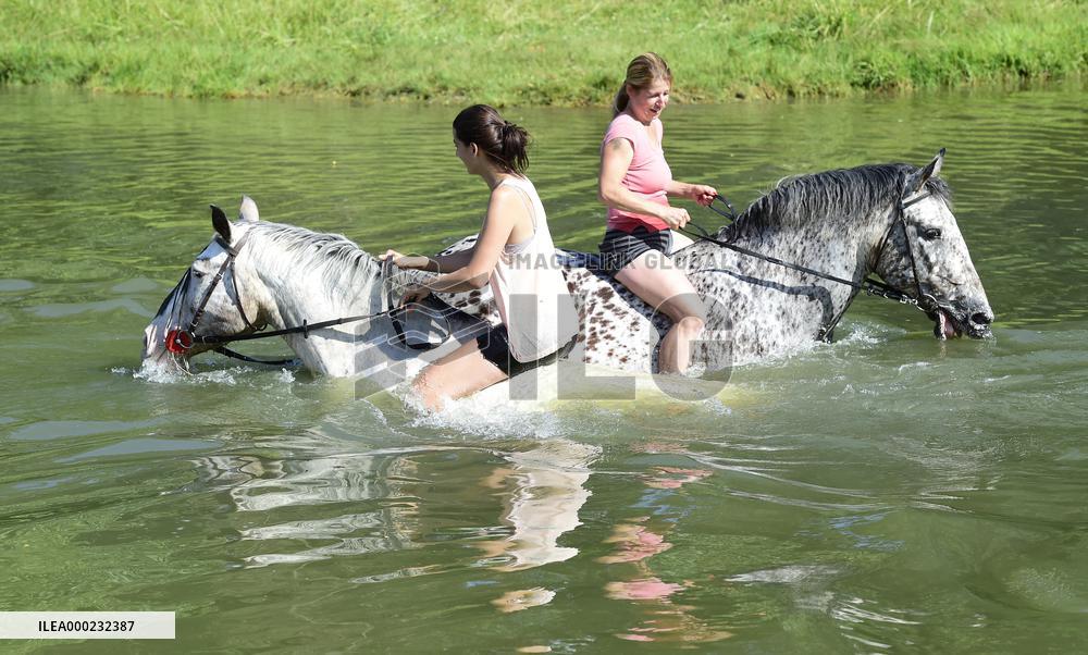 horse swimming, horse women, woman