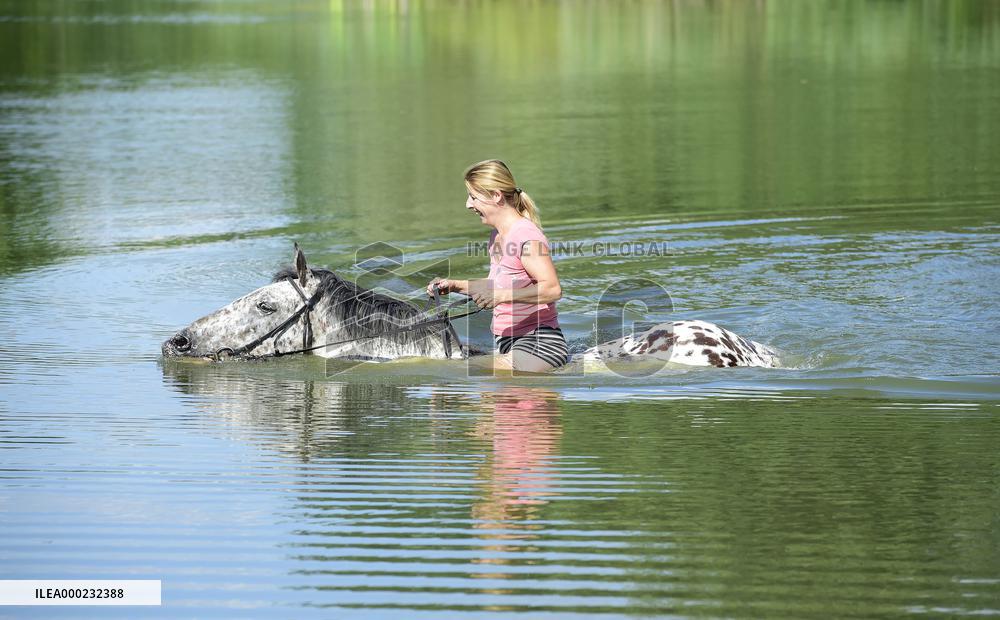 horse swimming, horse women, woman