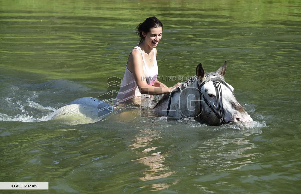 horse swimming, horse women, woman