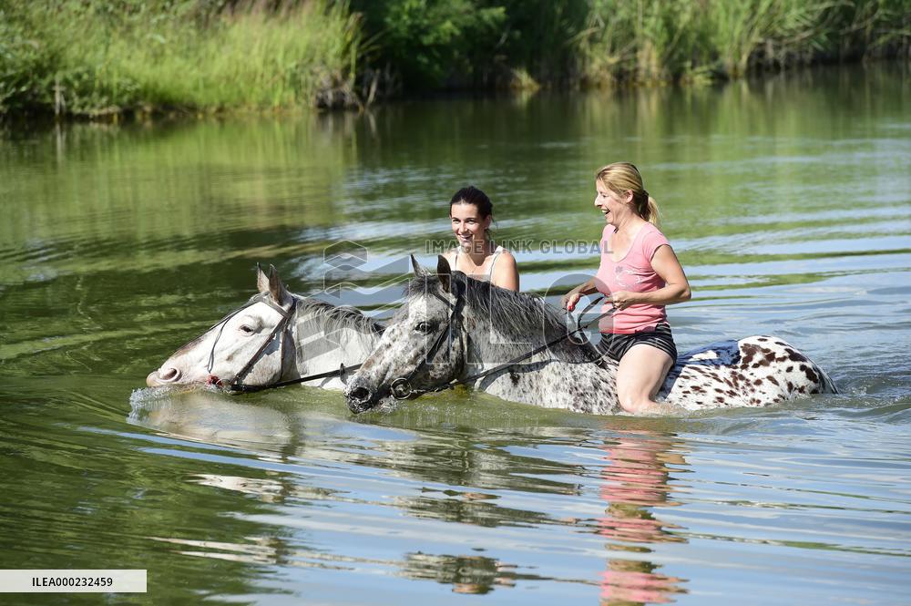 horse swimming, horse women, woman