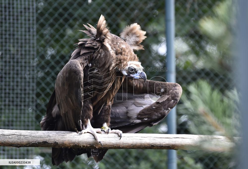 Black (cinereous) Vulture, Aegypius monachus