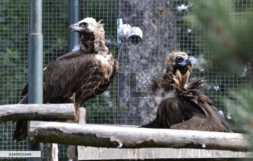 Black (cinereous) Vulture, Aegypius monachus