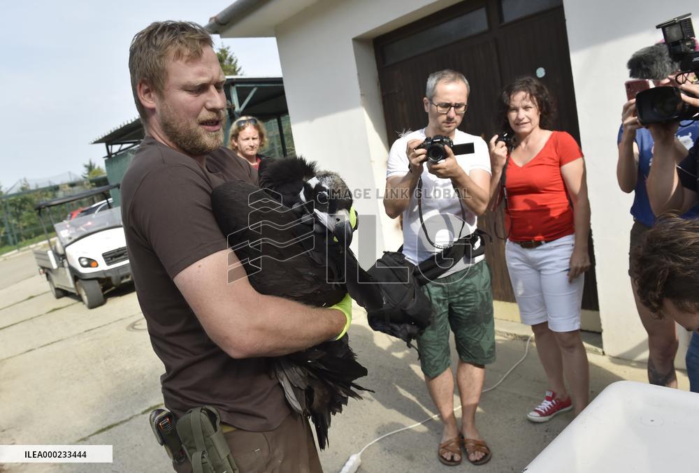 Black (cinereous) Vulture, Aegypius monachus