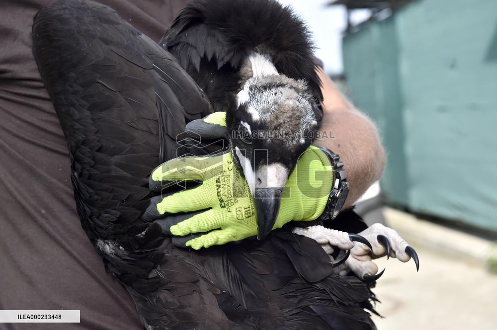 Black (cinereous) Vulture, Aegypius monachus