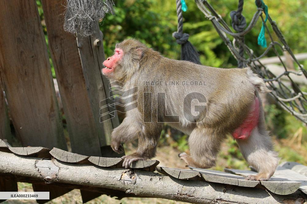 outdoor monkey exhibit, Japanese Macaque, Macaca fuscata