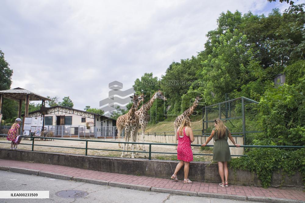 Rothschild's Giraffe herd, Giraffa camelopardalis rothschildi