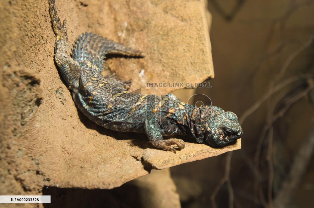 Ornate Mastigure, Uromastyx ornata