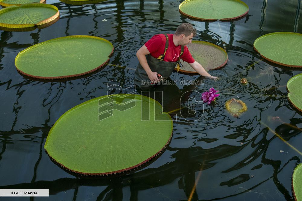 Water Lily Victoria amazonica