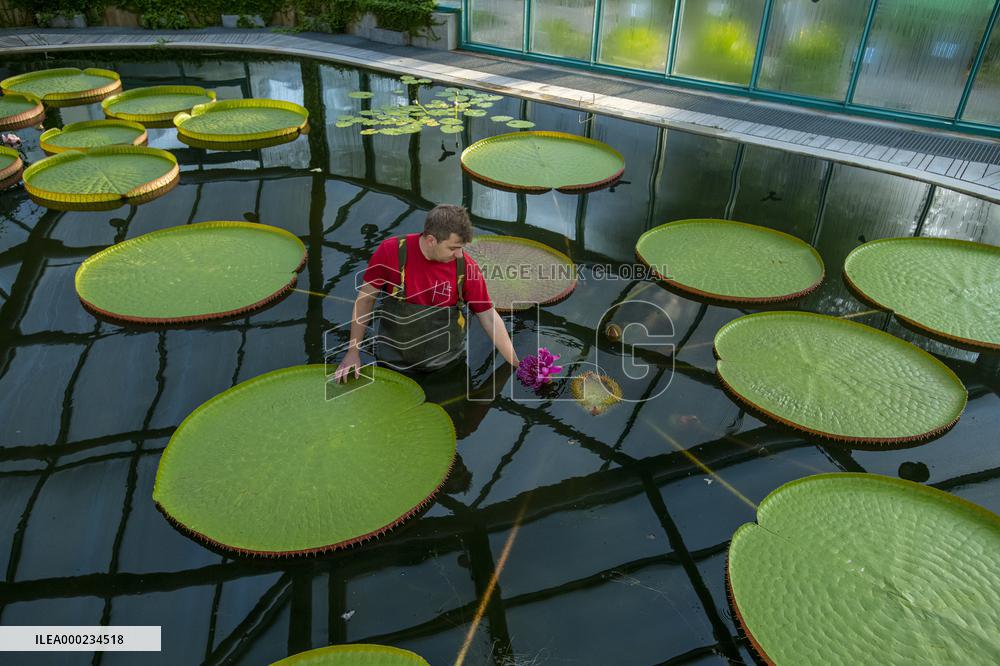 Water Lily Victoria amazonica